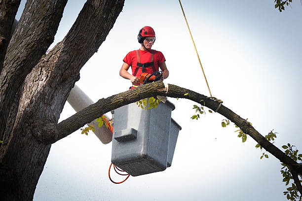 Best Palm Tree Trimming  in Weatherby Lake, MO